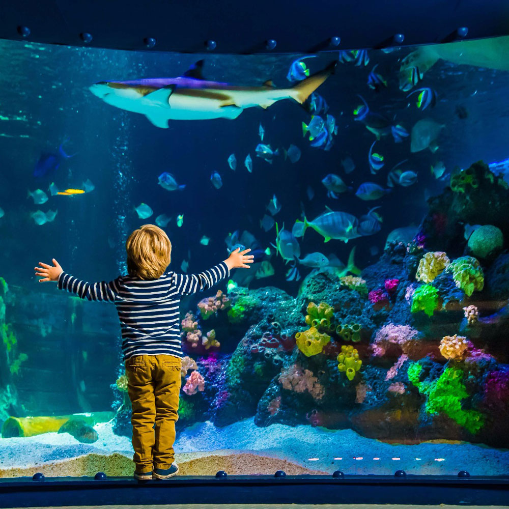 sea-life_panorama